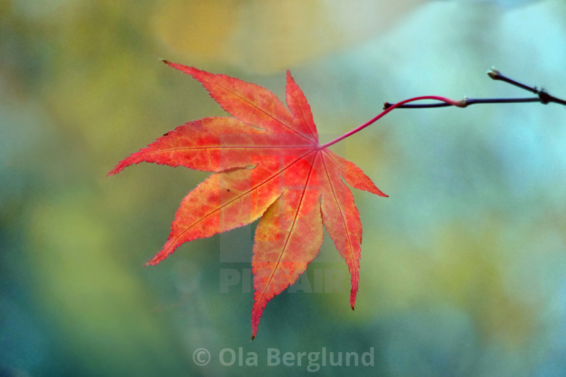 "Red Leaf" stock image