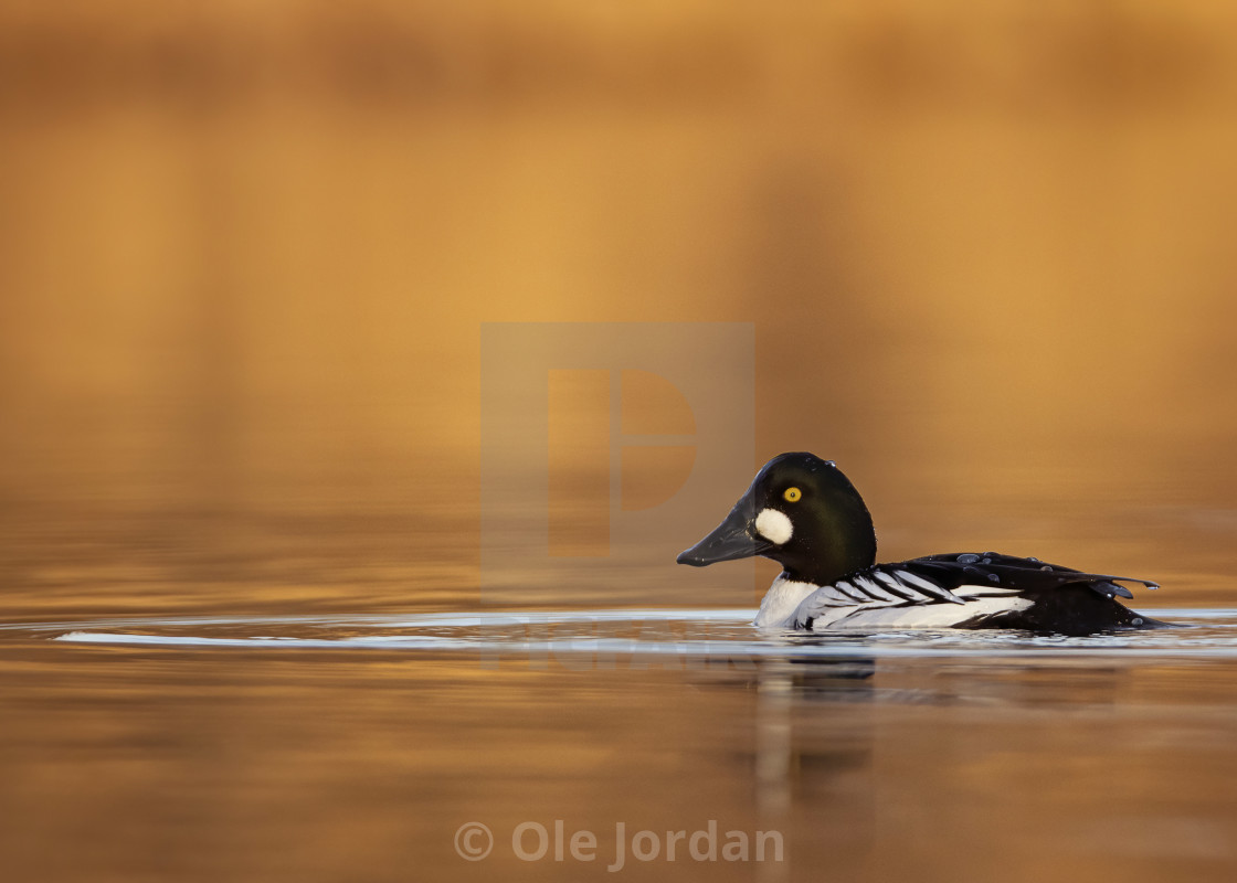 "Golden eye in golden light" stock image