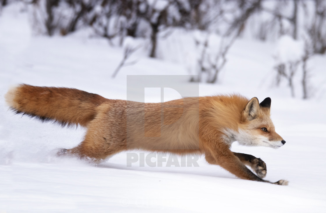 "Red fox full speed" stock image