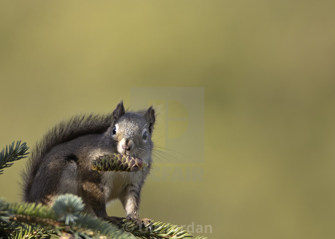 "Squirrel getting ready for winter" stock image