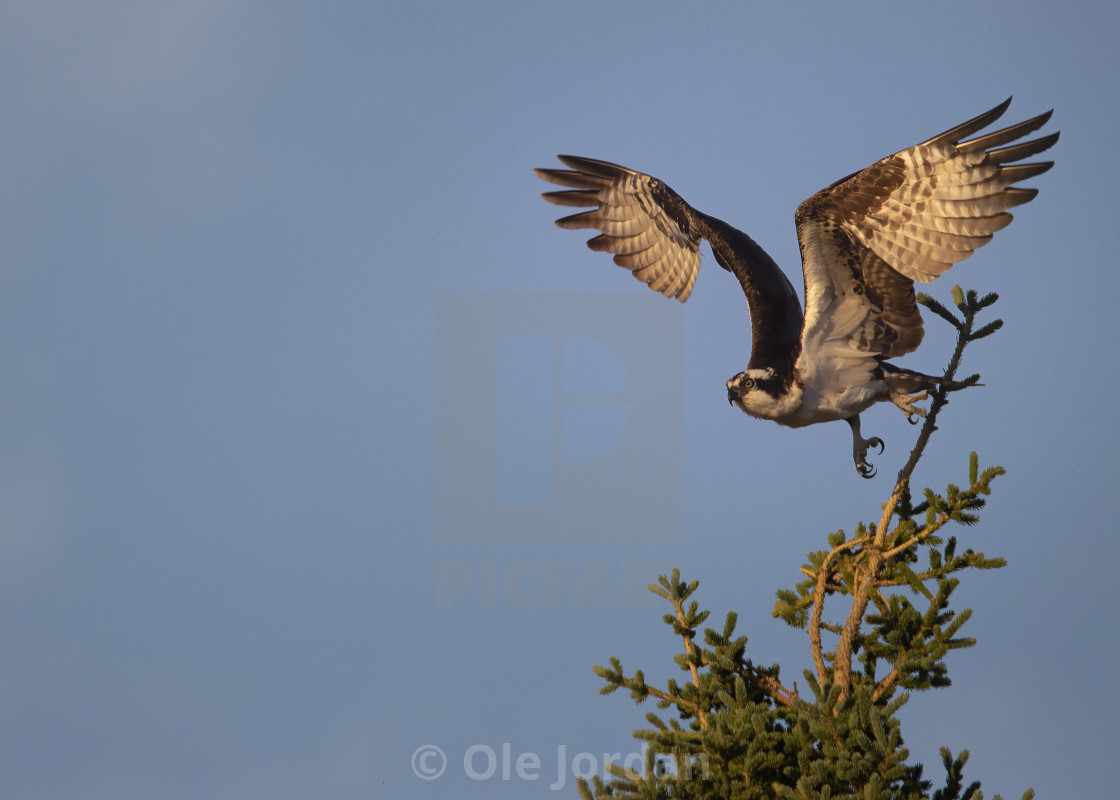 "Osprey hunting a lake in Alaska" stock image