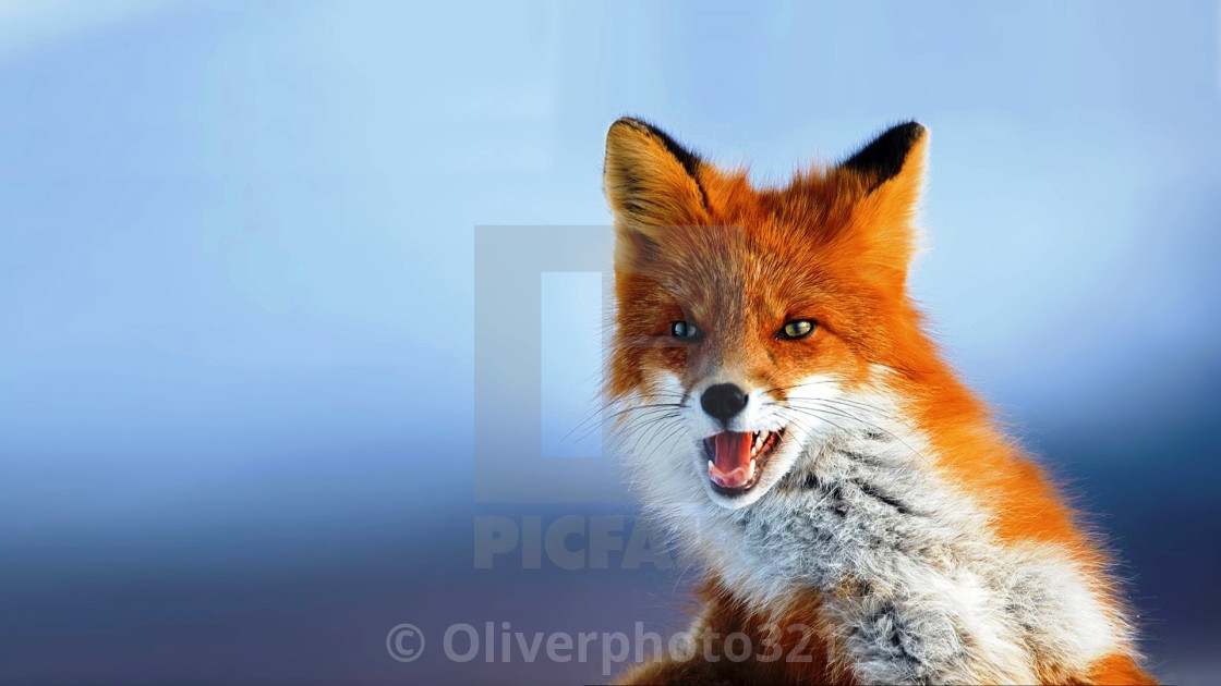 "Fox" stock image