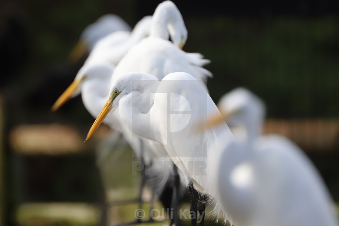 "Great White Egrets" stock image