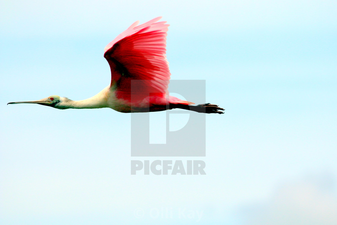 "Roseatte Spoonbill Florida" stock image