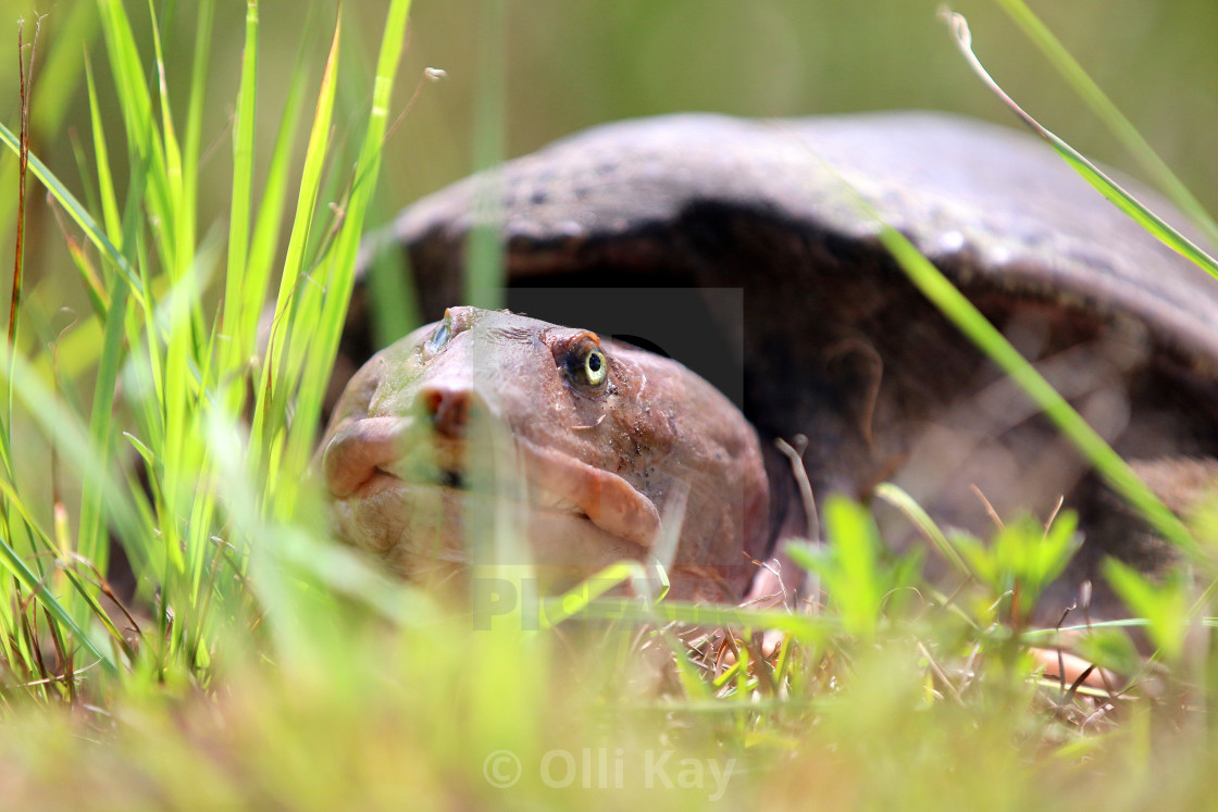 "Softshell Turtle FL" stock image