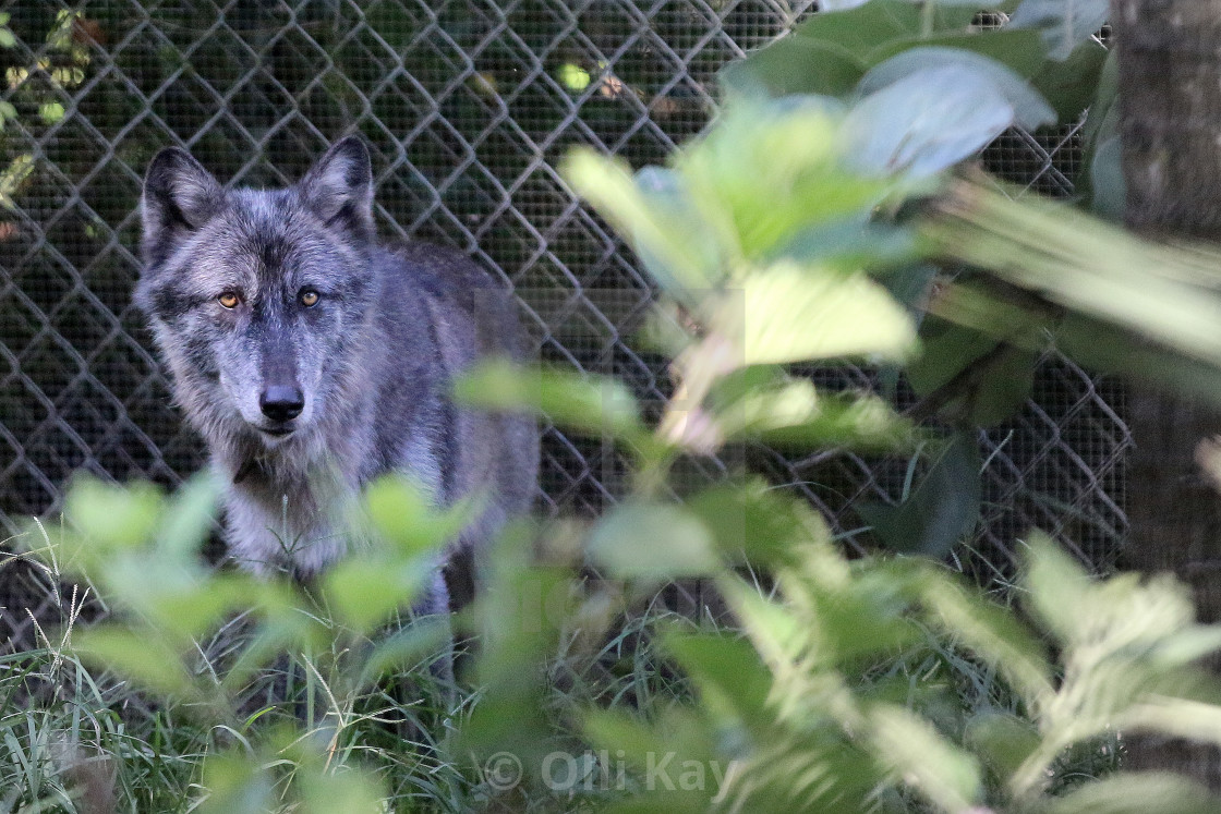 "Shywolf Sanctuary Naples FL" stock image
