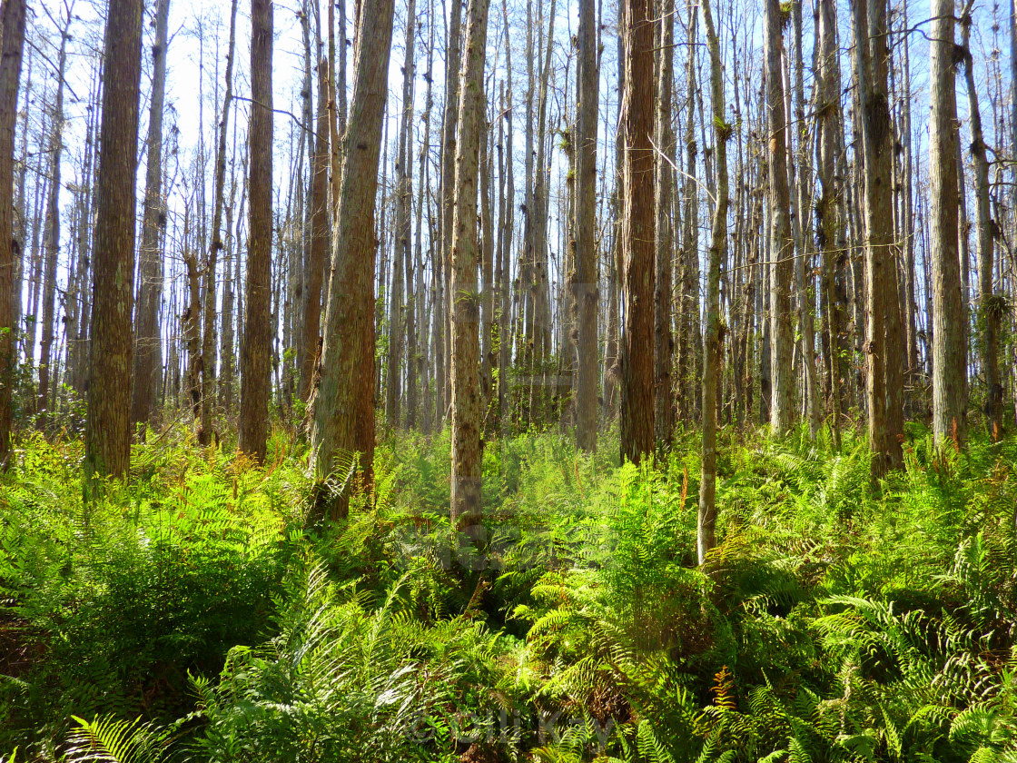 "Florida scenery" stock image