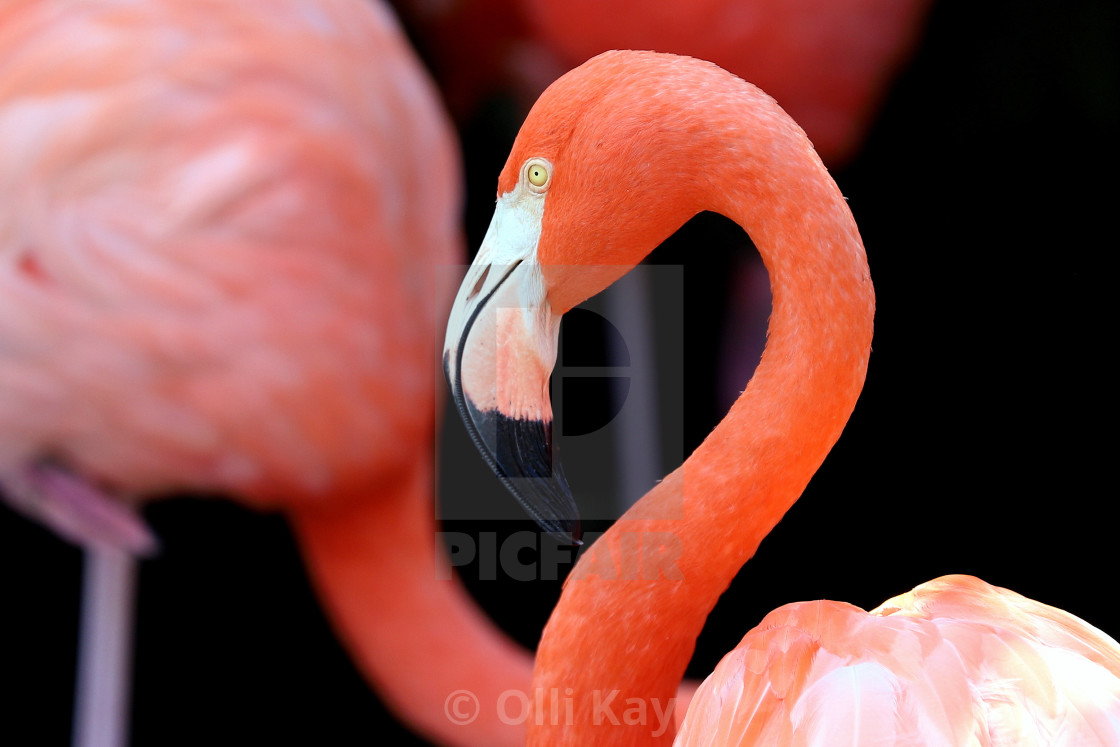 "Flamingo at Gatorland Orlando FL" stock image