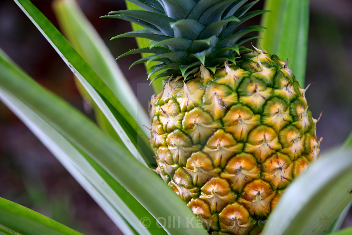 "Pineapple on Horr Island FL" stock image