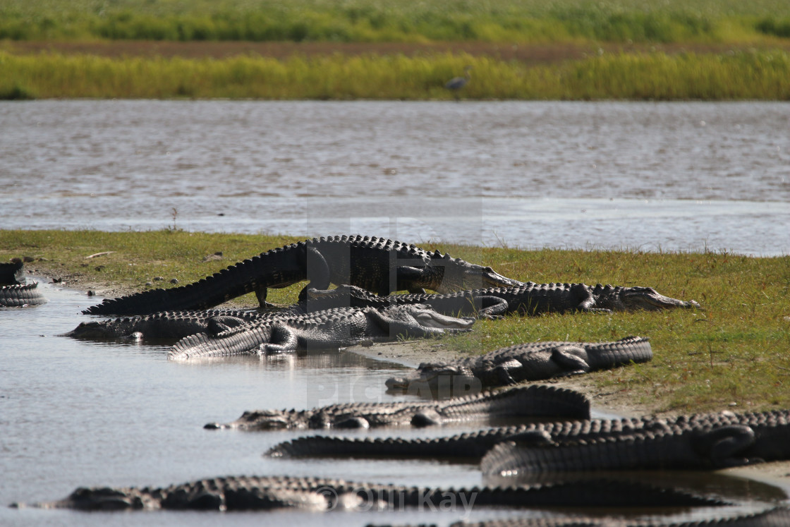 "Deep Hole at Myakka State Park FL" stock image