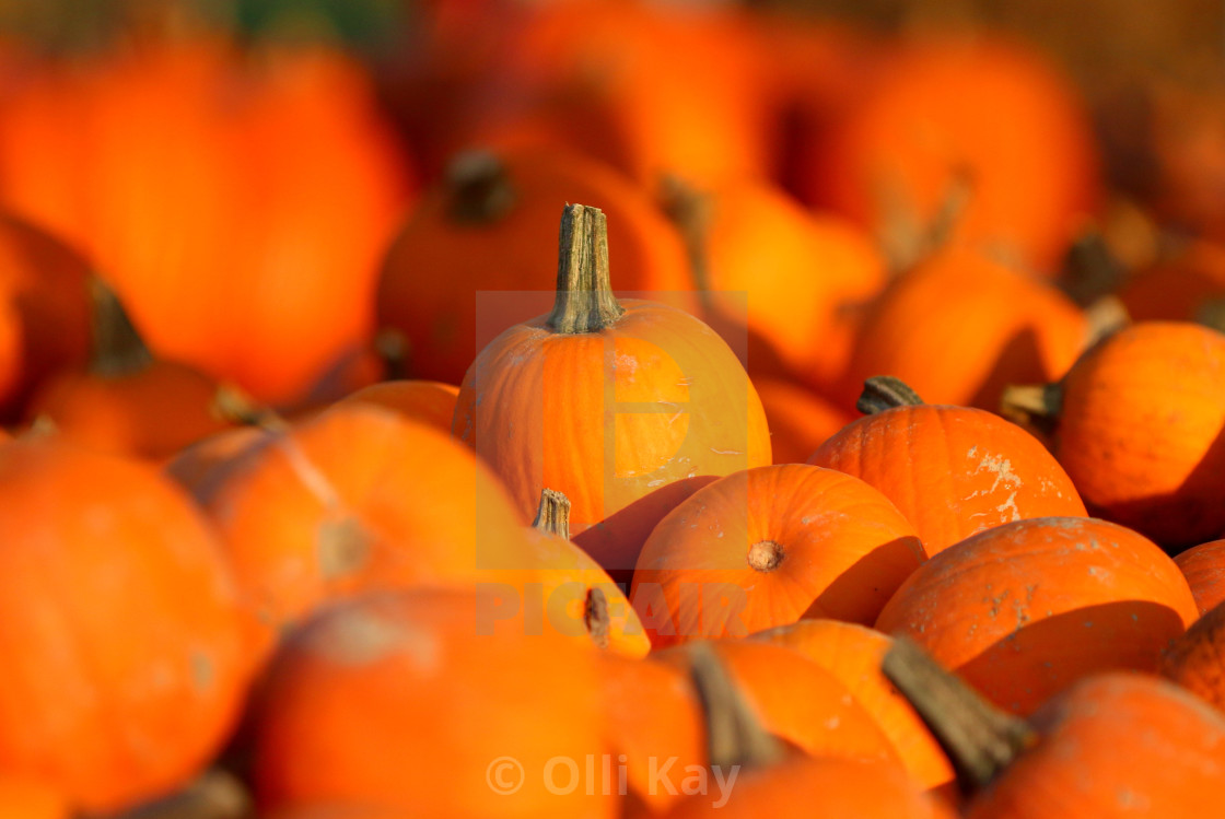 "Farmers Market on Marco Island FL" stock image