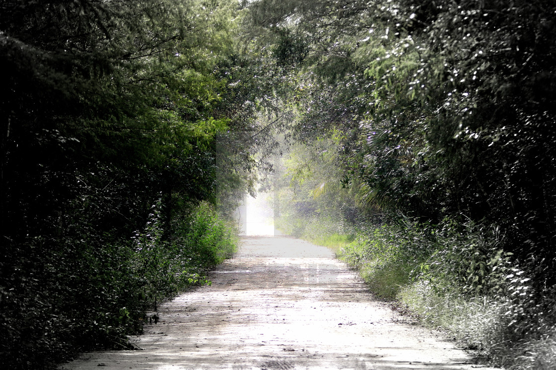 "Fakahatchee Strand State Preserve FL" stock image