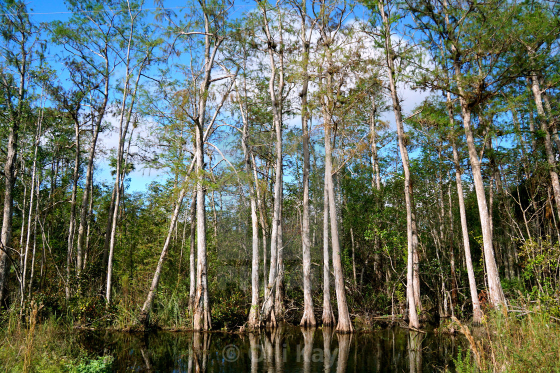 "Swamp Scenery FL" stock image