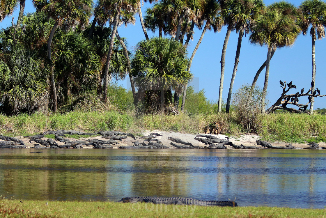 "Alligators at Deep Hole FL" stock image
