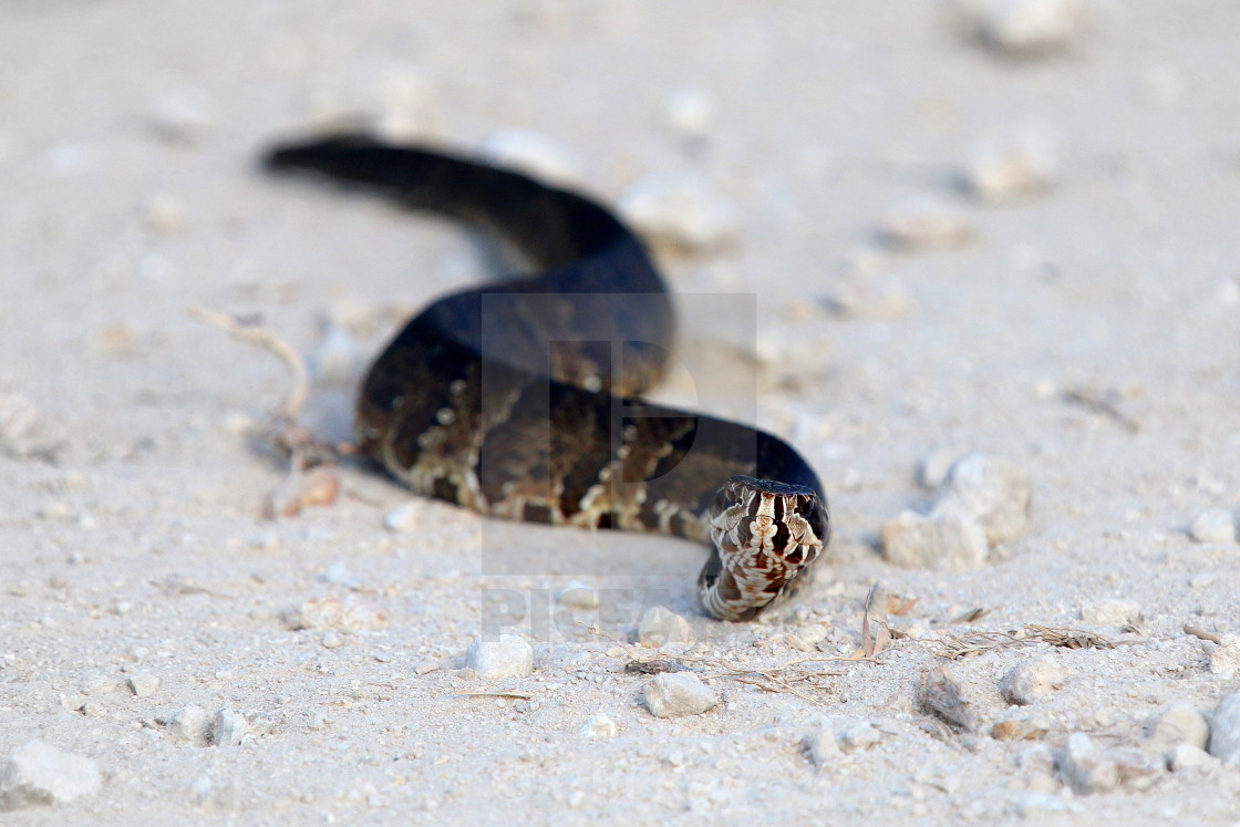 "Snake Everglades FL" stock image