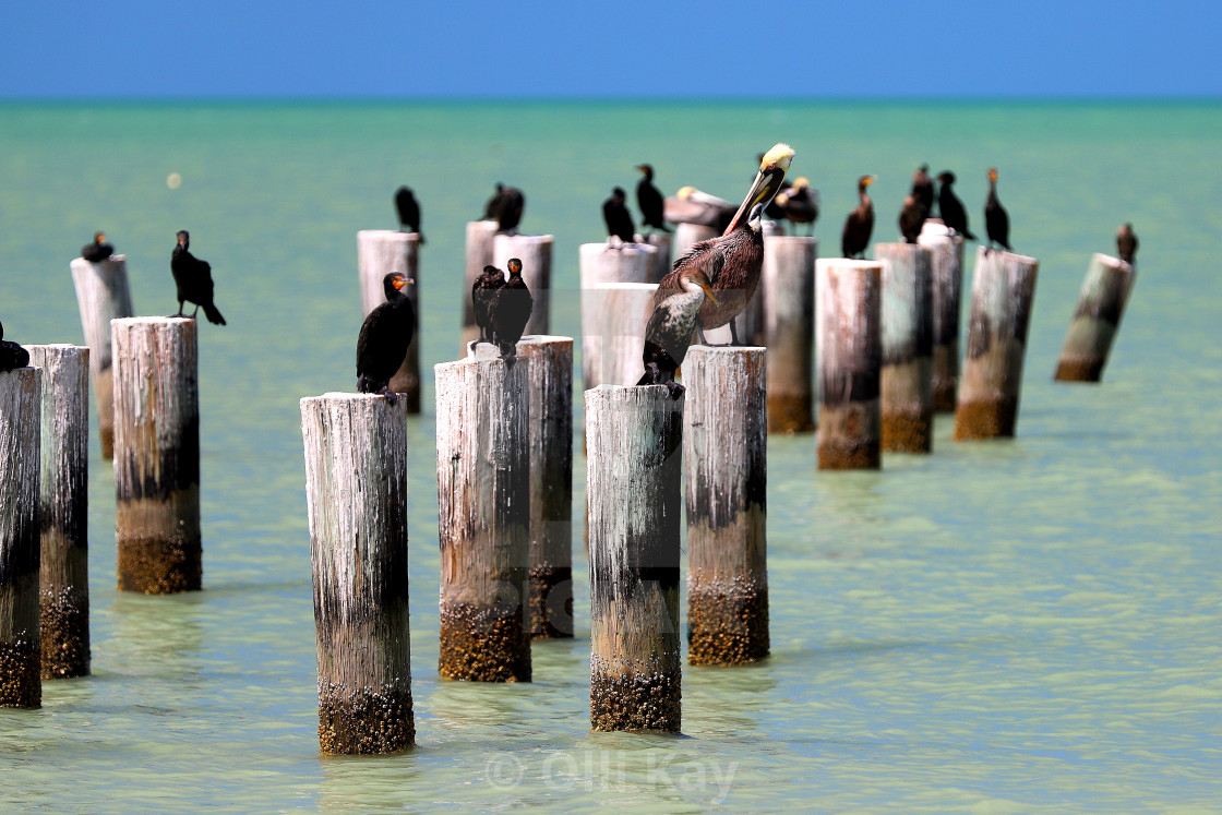 "Birds Resting FL" stock image