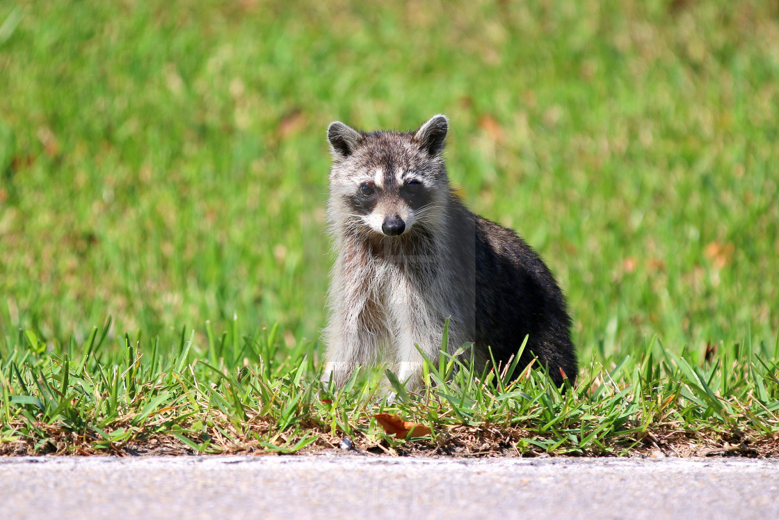 "Curious Raccoon FL" stock image