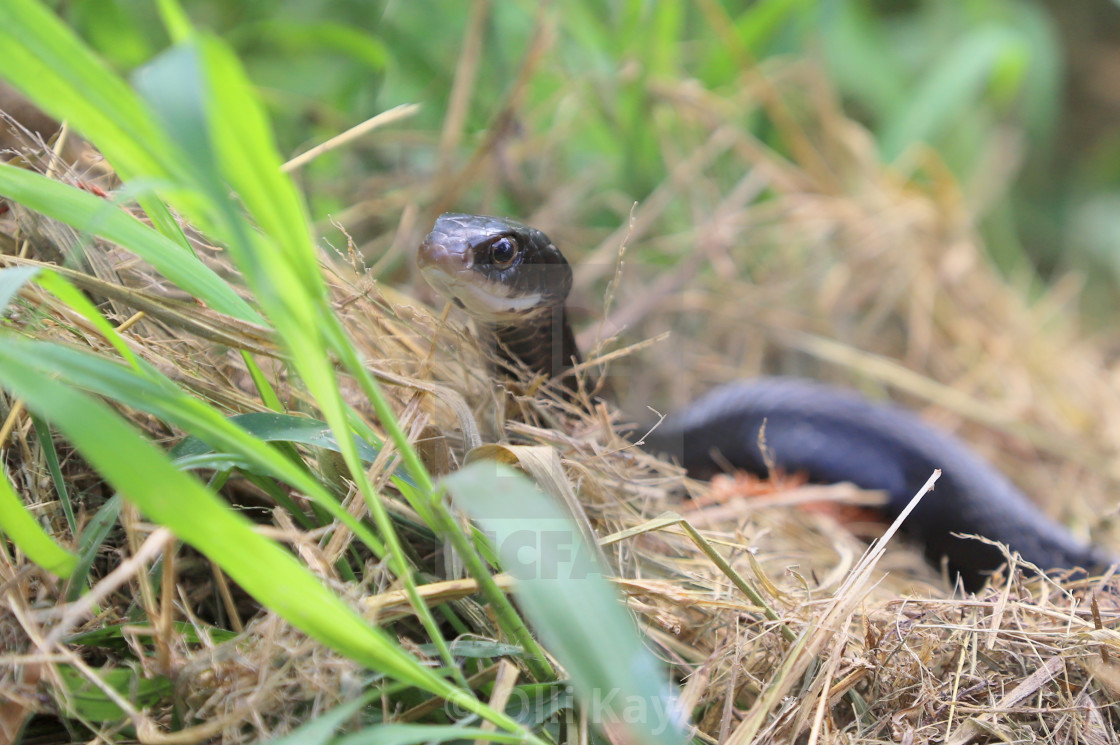 "Snake FL" stock image