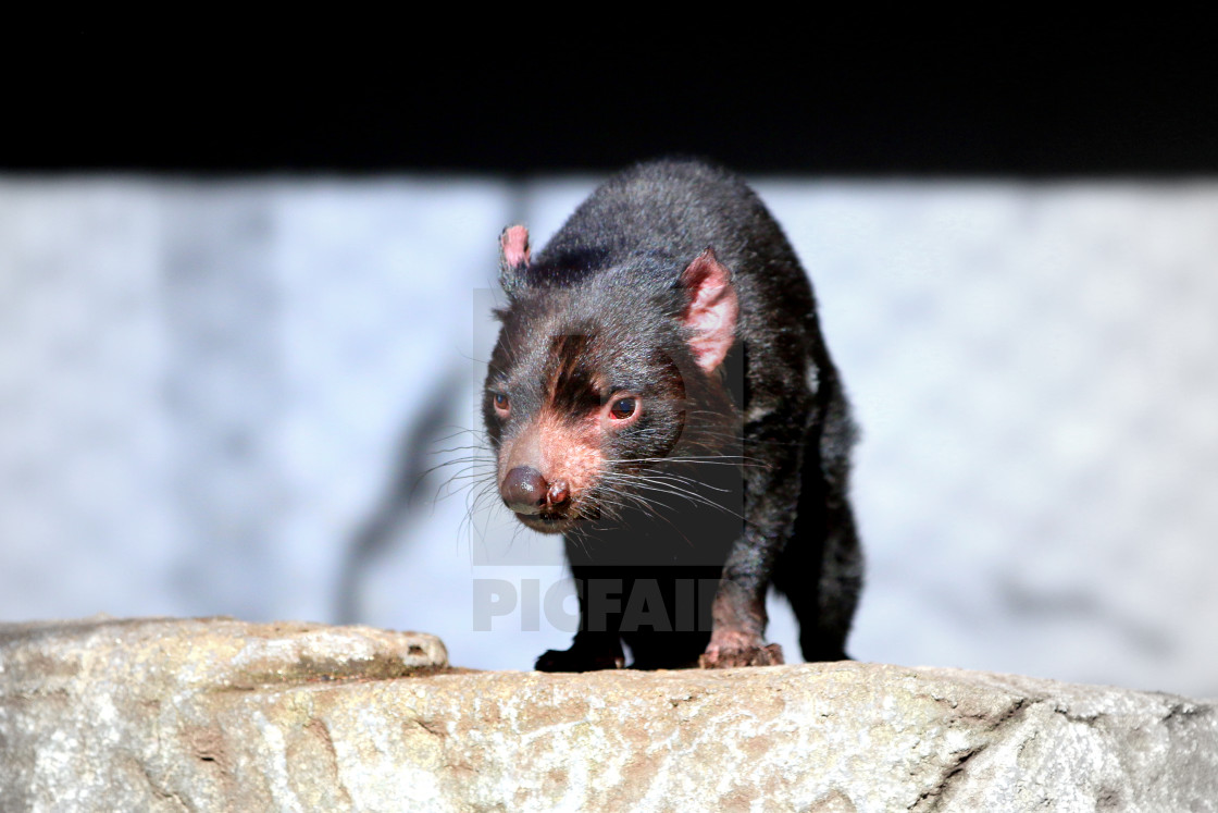 "Taronga Wombat" stock image