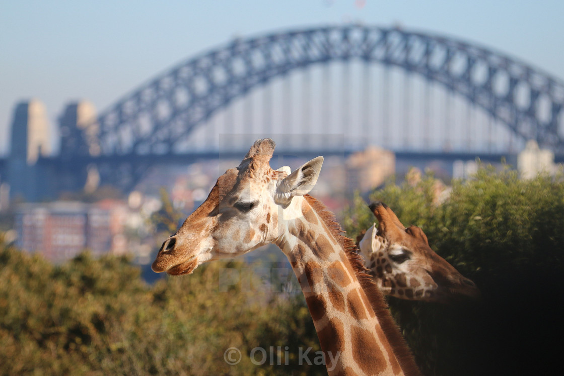 "Sydney Taronga Zoo" stock image