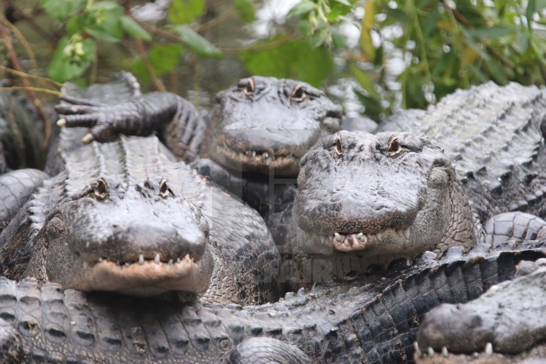 "Alligators posing..." stock image