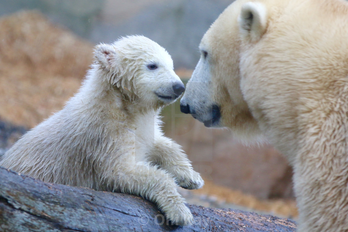 "Ice bear family..." stock image