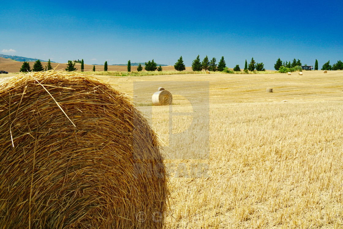 "Tuscan scenery" stock image