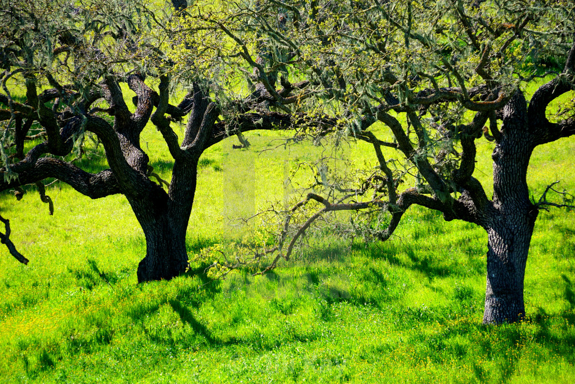 "Californian Spring" stock image