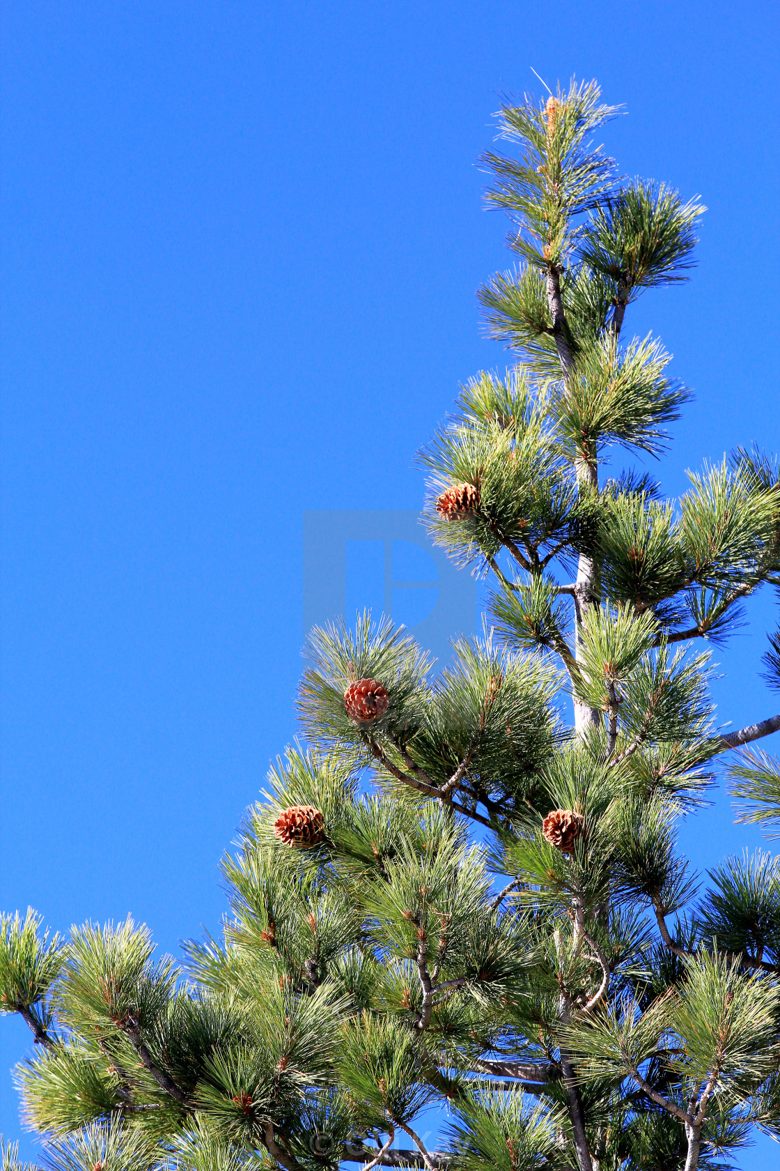 "Bryce Canyon" stock image