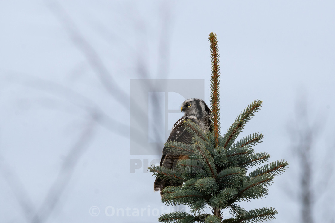 "Northern Hawk Owl" stock image