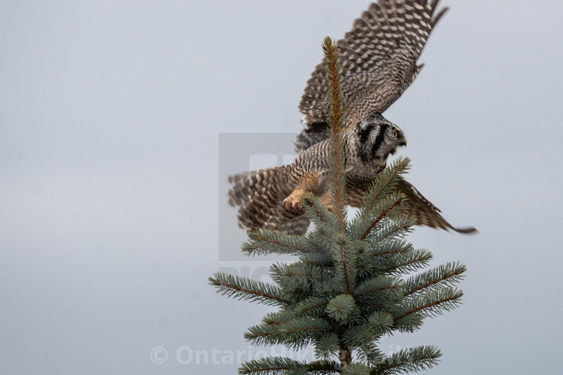 "Northern Hawk Owl Flying" stock image