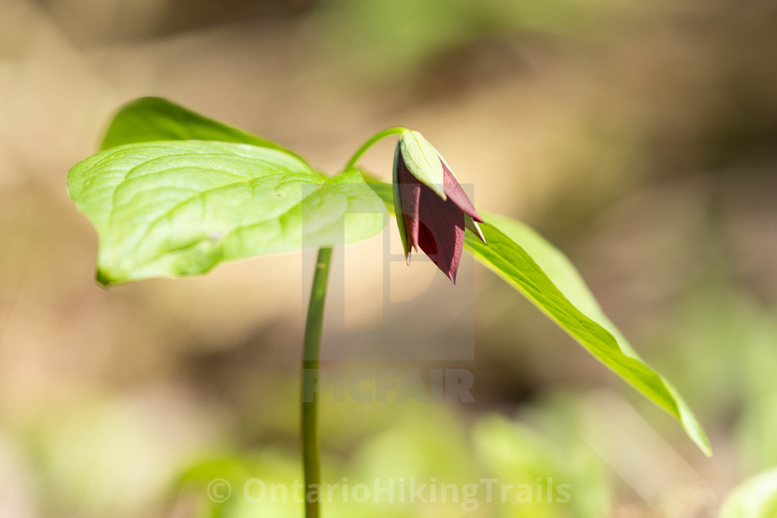 "Red Trillium" stock image