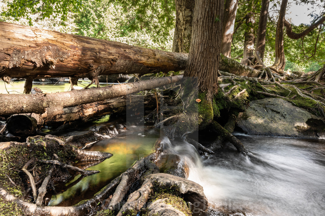 "Running Waterfall Through Cedar Trees Covered In Fungi" stock image