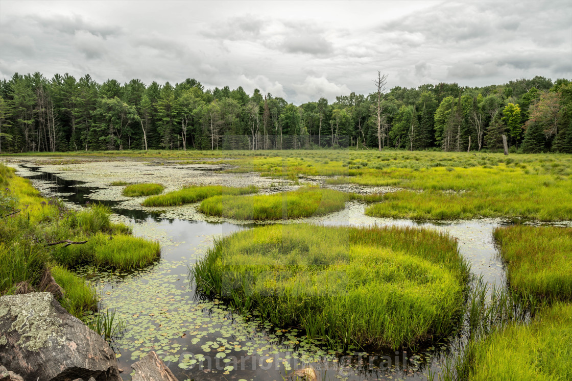 "Ontario Marsh Land" stock image