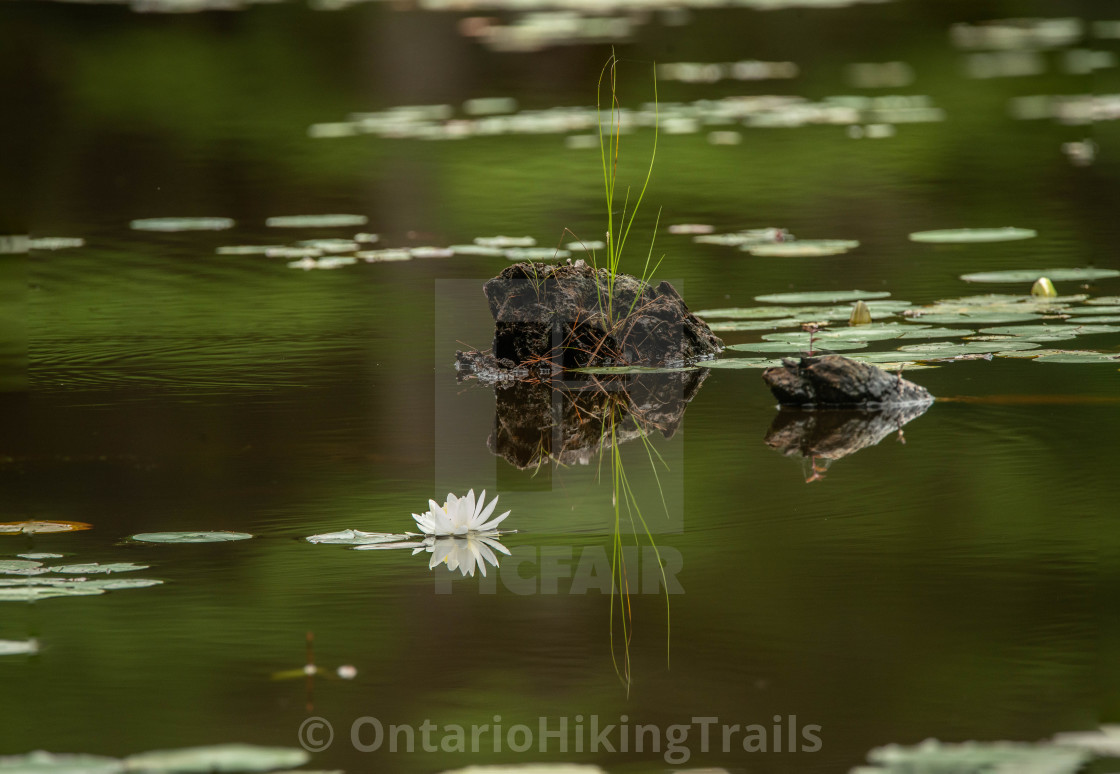 "White Water Lilies" stock image