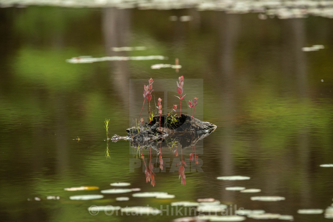 "Marsh Plants" stock image