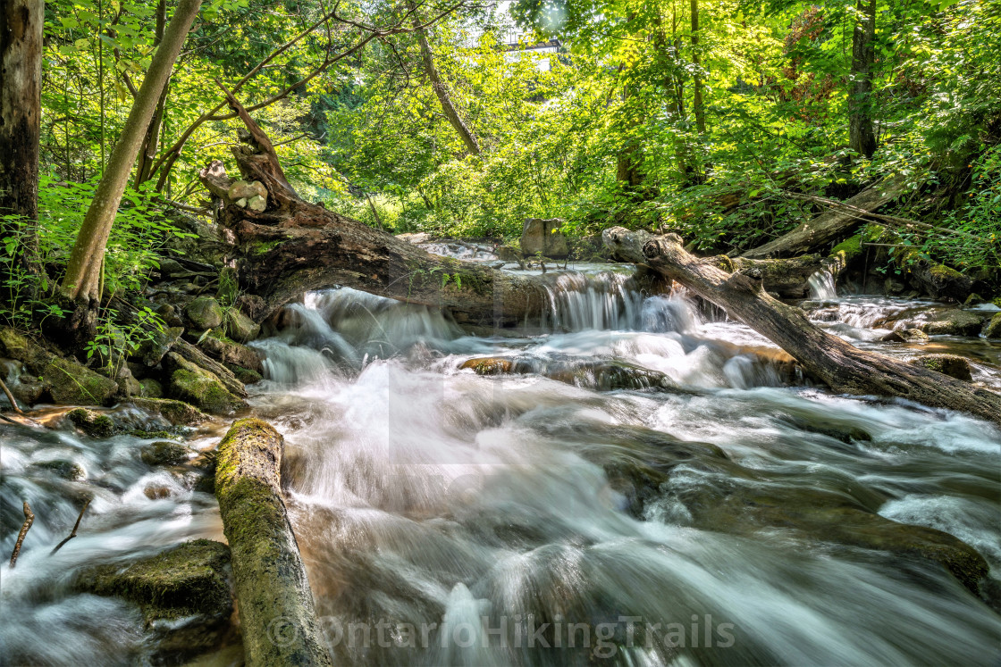 "Rushing Stream Thru A Forest" stock image