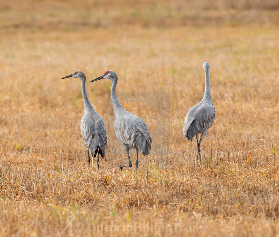 "Sandhill Cranes" stock image