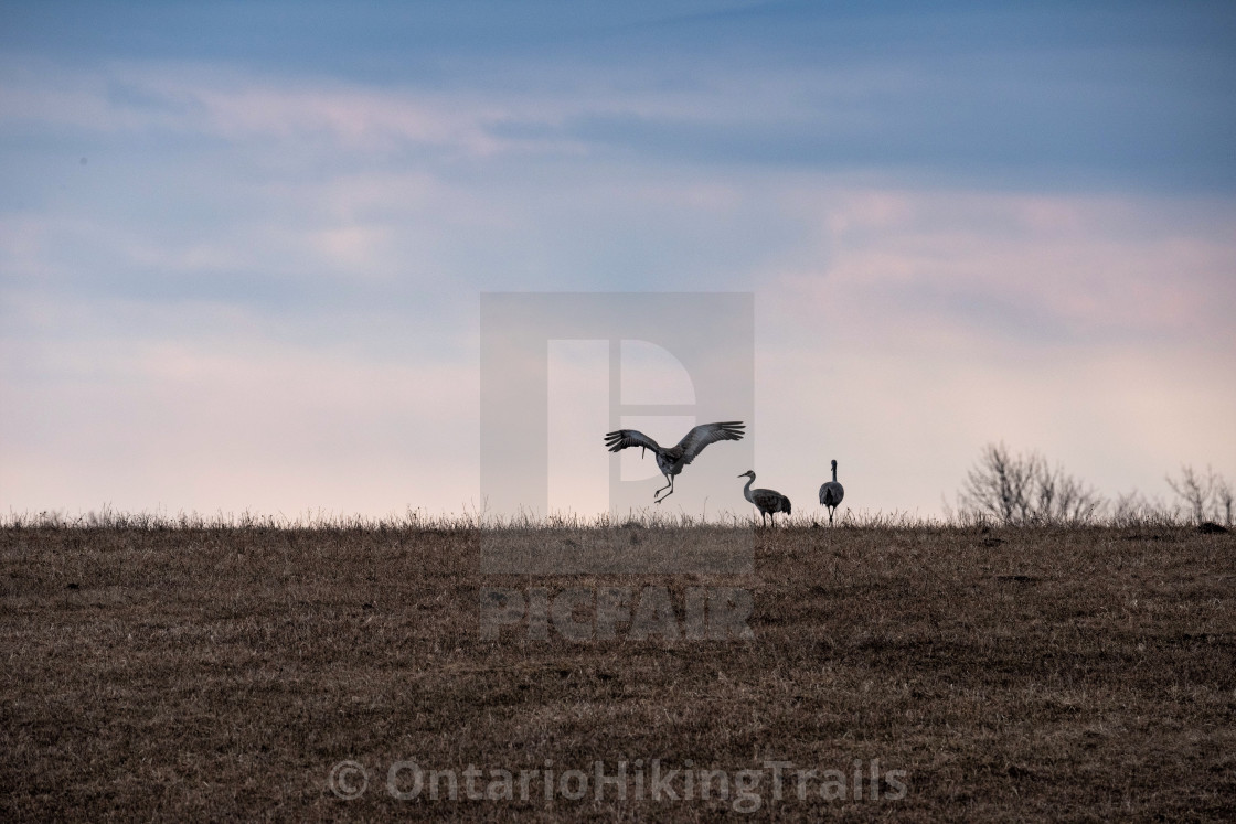 "Dancing Sandhill Cranes" stock image