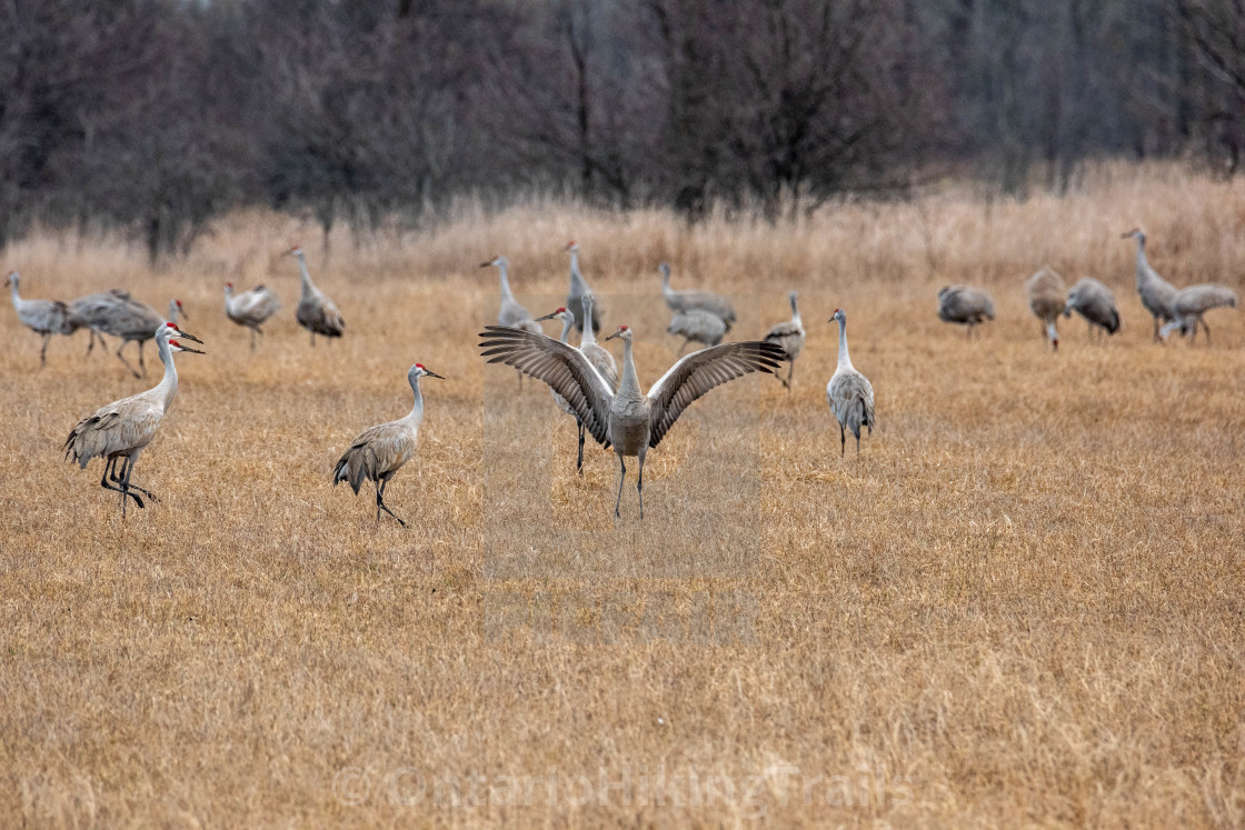 "Sand Hill Cranes Dancing In Spring Mating Ritual" stock image