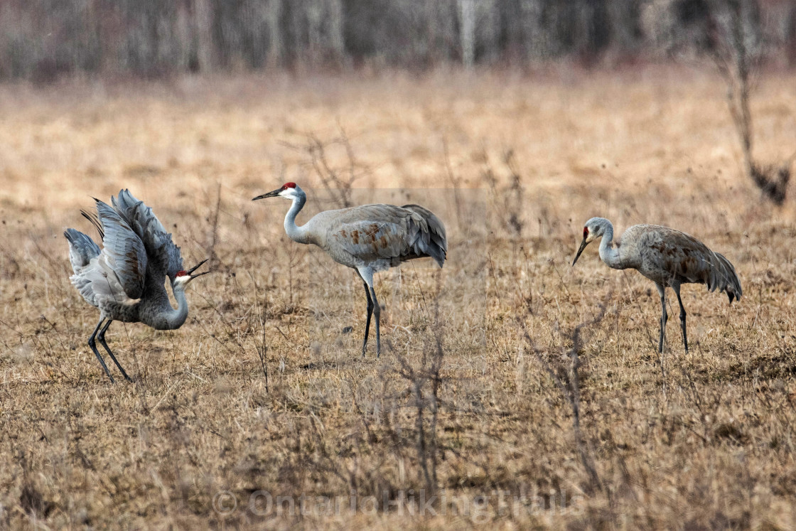 "Sandhill Cranes In Spring Mating Ritual" stock image