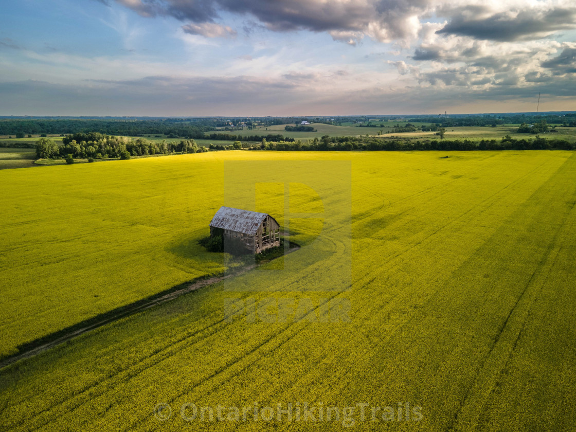 "Canola Field In Bloom" stock image