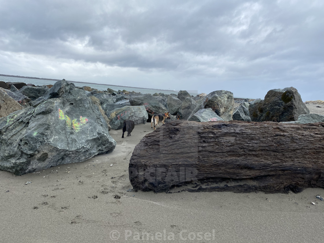 "Dogs Among the Beach Rocks" by Pamela Cosel - $24.11 "Dogs Among the Beach Rocks" stock image
