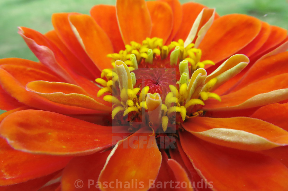 "A beautiful blossomed Zinnia flower" by Paschalis Bartzoudis - $13.78 "A beautiful blossomed Zinnia flower" stock image