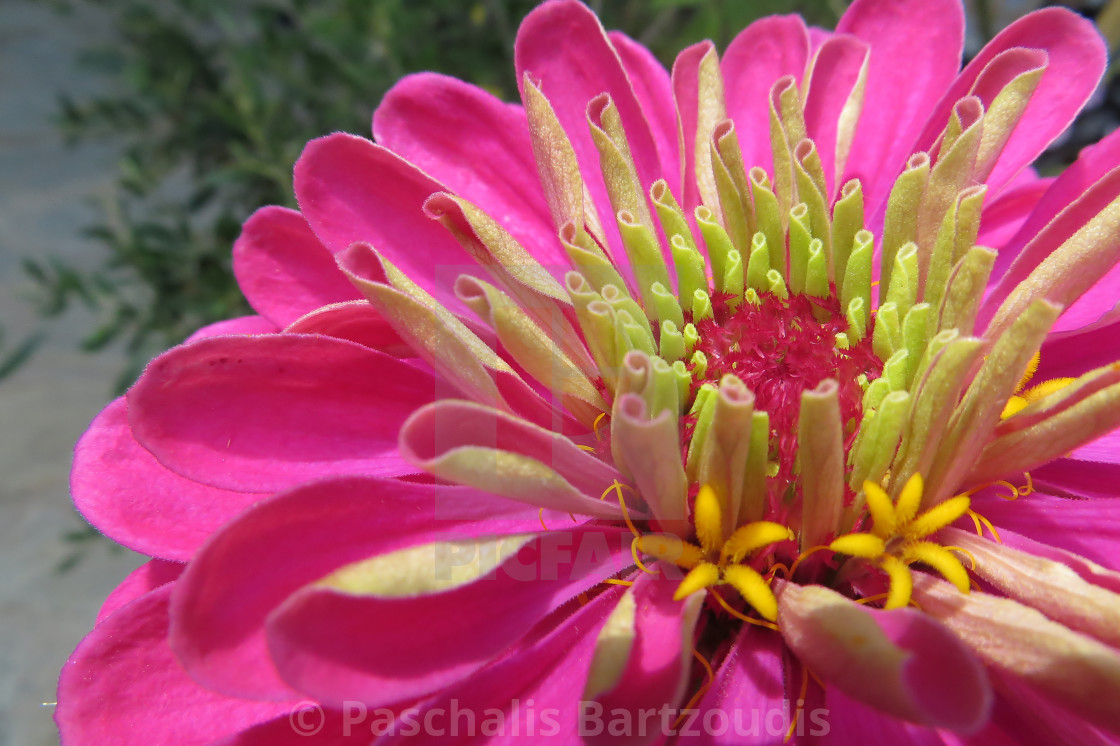 "A beautiful blossomed Zinnia flower" by Paschalis Bartzoudis - $13.78 "A beautiful blossomed Zinnia flower" stock image