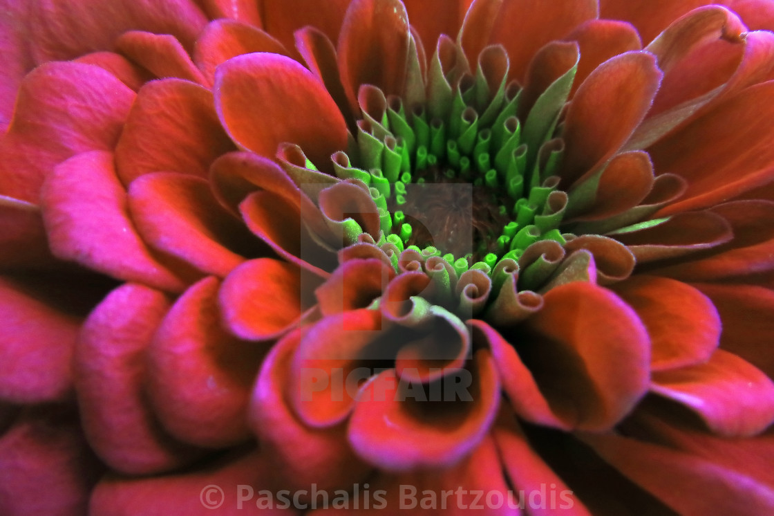 "A beautiful blossomed Zinnia flower" by Paschalis Bartzoudis - $13.78 "A beautiful blossomed Zinnia flower" stock image