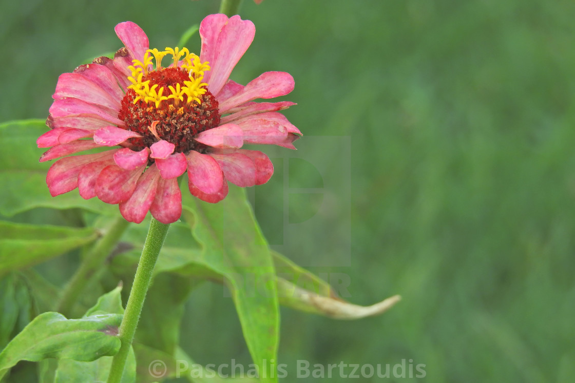 "A beautiful blossomed Zinnia flower" by Paschalis Bartzoudis - $13.78 "A beautiful blossomed Zinnia flower" stock image