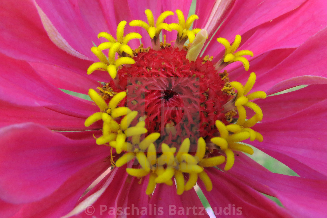 "A beautiful blossomed Zinnia flower" by Paschalis Bartzoudis - $13.78 "A beautiful blossomed Zinnia flower" stock image