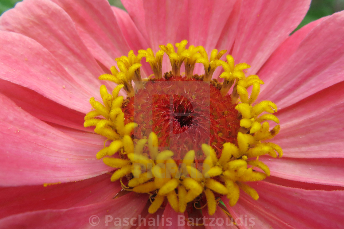 "A beautiful blossomed Zinnia flower" by Paschalis Bartzoudis - $13.78 "A beautiful blossomed Zinnia flower" stock image