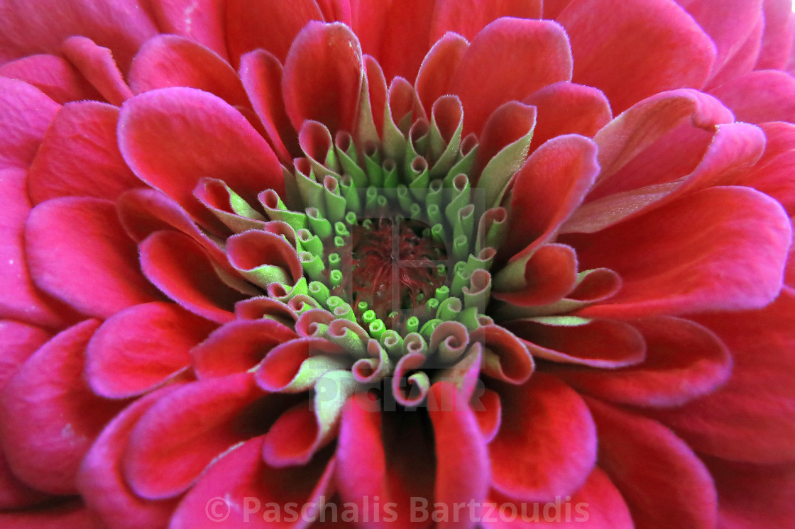 "A beautiful blossomed Zinnia flower" by Paschalis Bartzoudis - $13.78 "A beautiful blossomed Zinnia flower" stock image